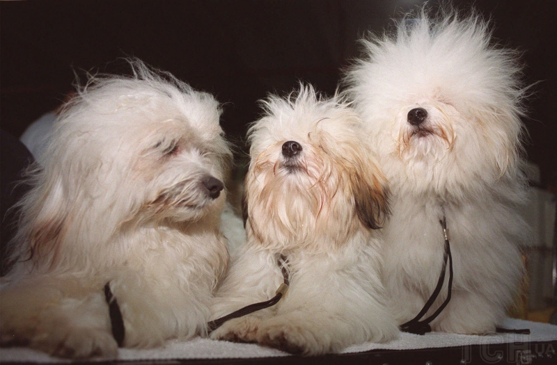 Якого собаку завести в сім'ю, де є маленька дитина: 20 найкращих маленьких порід