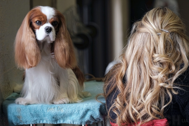 Якого собаку завести в сім'ю, де є маленька дитина: 20 найкращих маленьких порід