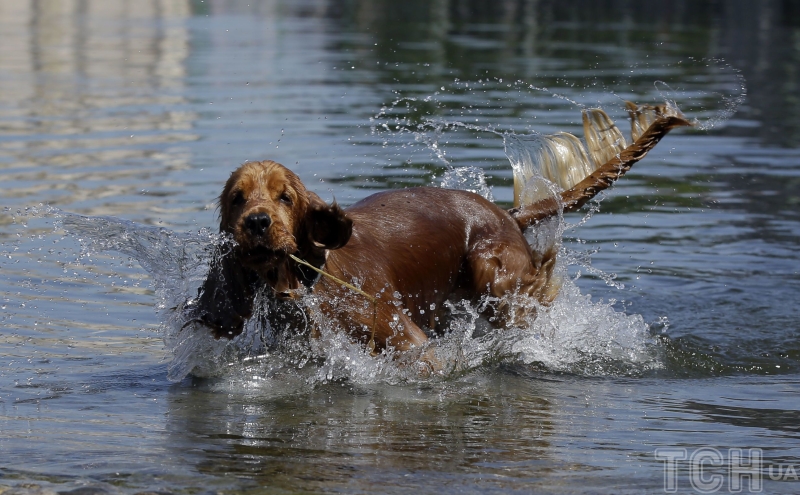 Якого собаку завести в сім'ю, де є маленька дитина: 20 найкращих маленьких порід