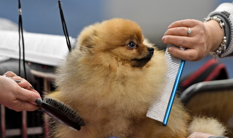 Якого собаку завести в сім'ю, де є маленька дитина: 20 найкращих маленьких порід