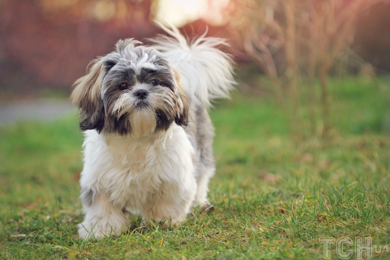 Якого собаку завести в сім'ю, де є маленька дитина: 20 найкращих маленьких порід