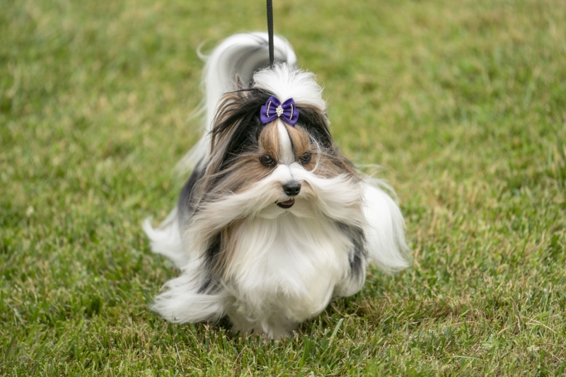Якого собаку завести в сім'ю, де є маленька дитина: 20 найкращих маленьких порід