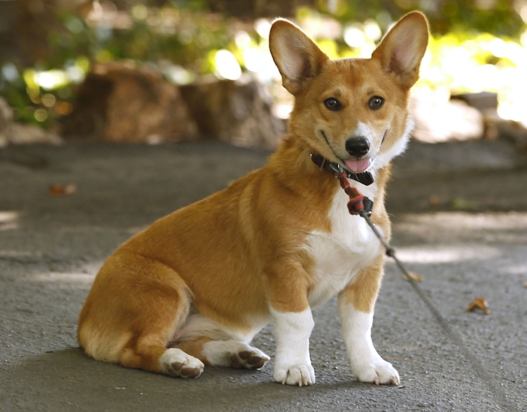 Якого собаку завести в сім'ю, де є маленька дитина: 20 найкращих маленьких порід