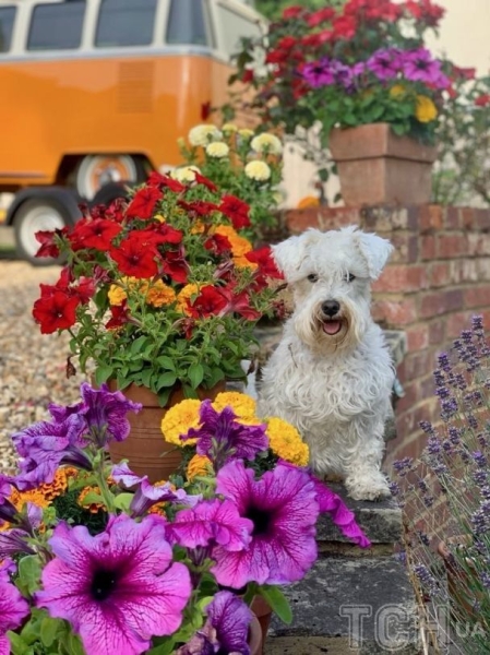 Якого собаку завести в сім'ю, де є маленька дитина: 20 найкращих маленьких порід