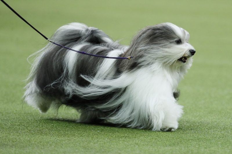 Якого собаку завести в сім'ю, де є маленька дитина: 20 найкращих маленьких порід