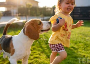 Якого собаку завести в сім’ю, де є маленька дитина: 20 найкращих маленьких порід