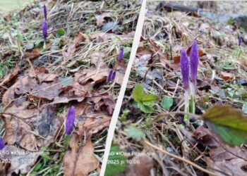На Закарпатті починається сезон цвітіння крокусів (фото)