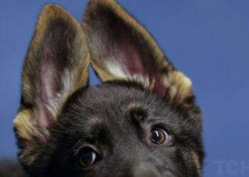 Необхідні речі, які важливо придбати перед появою цуценяти у домі