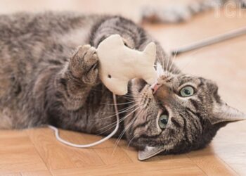 Непереборний страх: чого бояться коти