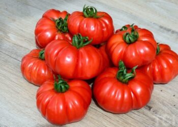 Помідор “Costoluto fiorentino”: чому варто обрати цей італійський сорт томатів для садіння
