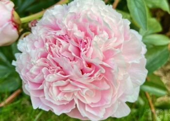 Посадіть один раз і насолоджуйтеся: які багаторічні квіти обрати для саду