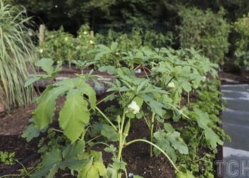 Рослини-друзі: як підготуватися до садіння заздалегідь