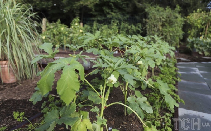 Рослини-друзі: як підготуватися до садіння заздалегідь