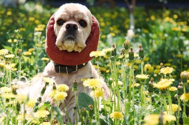 Собача деменція: симптоми, лікування, профілактика та особливості догляду