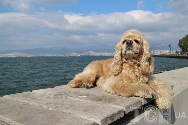 Собача деменція: симптоми, лікування, профілактика та особливості догляду