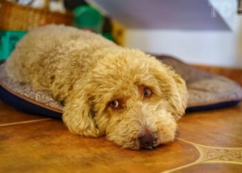 Собача деменція: симптоми, лікування, профілактика та особливості догляду