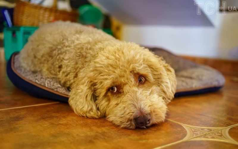 Собача деменція: симптоми, лікування, профілактика та особливості догляду