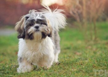 Соціалізація тварини: як її досягти та чи обовʼязково це робити