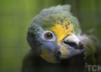 Топ-5 правил адаптації папуги на новому місці