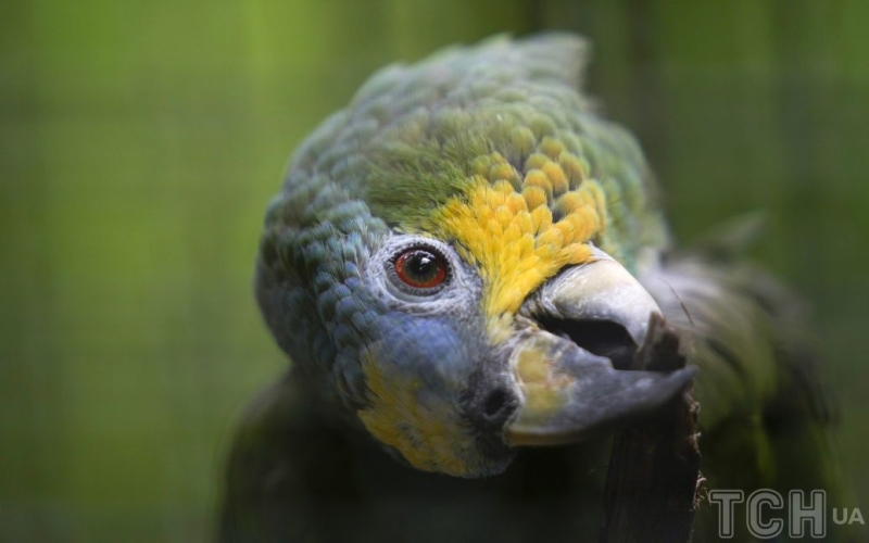 Топ-5 правил адаптації папуги на новому місці