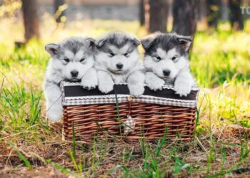 Тривога цуценяти: поради власнику, щоб заспокоїти чотирилапого друга у перший день у новому домі