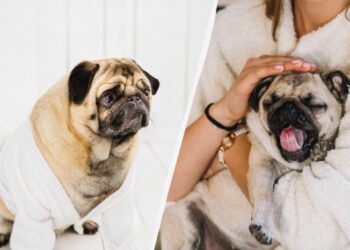 У жодному разі не можна гладити собаку, якщо він наляканий: ось чому