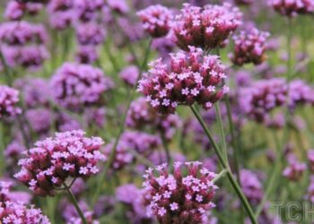 Вербена: рослина, яку варто посадити у себе в саду