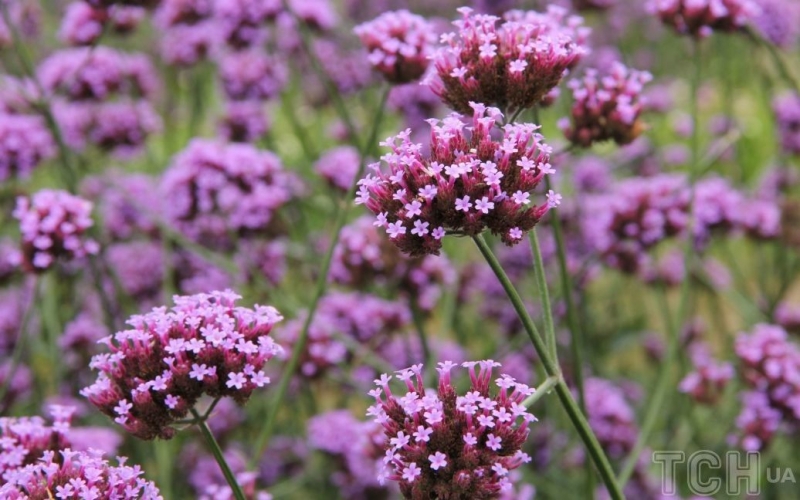 Вербена: рослина, яку варто посадити у себе в саду