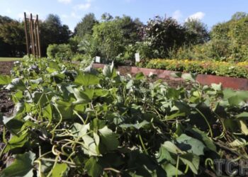 Весняне садівництво: що потрібно робити у березні