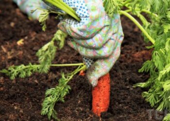 Забудьте про насіння: лайфгак, як посадити моркву