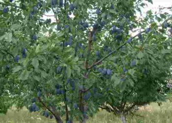 Захоплює ділянку і ускладнює догляд: як зупинити ріст кореневої порослі сливи