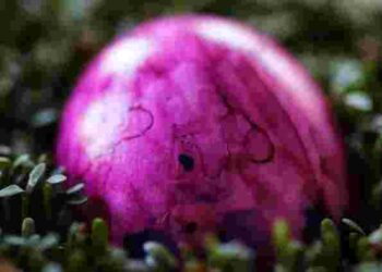 Рожево-пурпурна палітра: як пофарбувати яйця за допомогою буряка