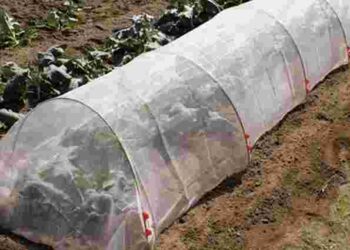 Секрет швидкого врожаю: чим найкраще накрити картоплю на грядці