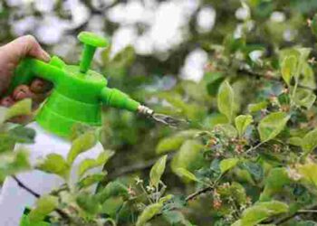 Чим обробляти дерева у квітні: 3 важливі обробки для здорового саду