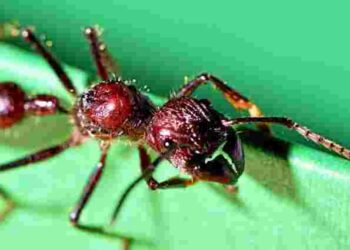 Як прибрати мурашники з ділянки назавжди: дієві поради