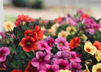 Чому петунії хворіють і не цвітуть: сім основних помилок у догляді