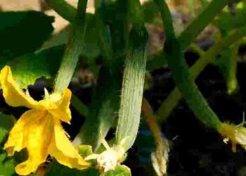 Як позбутися пустоцвітів на кабачках і врятувати врожай: ефективний засіб обробки