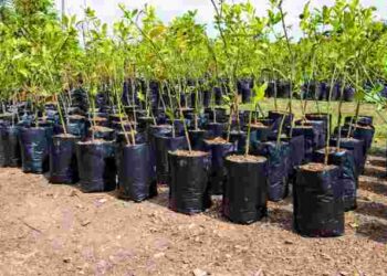 Як вибрати саджанці вишні, груш і яблунь: основні критерії