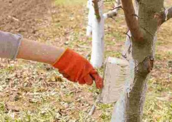 Чи не гріх білити дерева в Страсний тиждень: пояснення для вірян