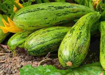 Розсада і оптимальні умови вирощування: які факори впливають на урожай кабачків