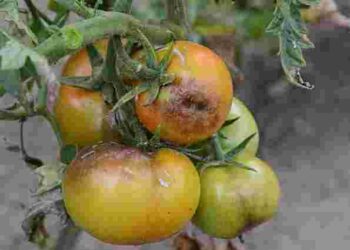 Будуть помідори без фітофтори: що додати у воду для поливу