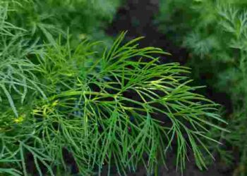 Свіжість, смак і аромат надовго: як правильно зберігати зелень