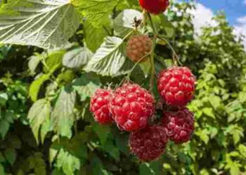 Як змусити звичайний сорт малини дати врожай двічі за літо: лайфхаки садівників