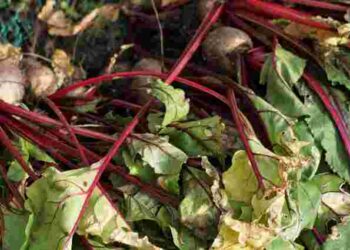 Цього сезону у вас виросте найсолодший буряк: 7 найкращих сортів