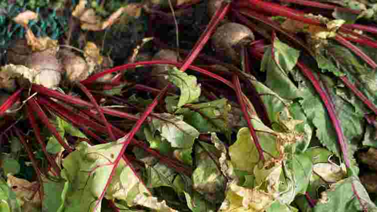 Цього сезону у вас виросте найсолодший буряк: 7 найкращих сортів