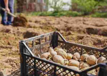 Аптечний засіб, який зробить врожай картоплі рекордним: обробка перед посадкою