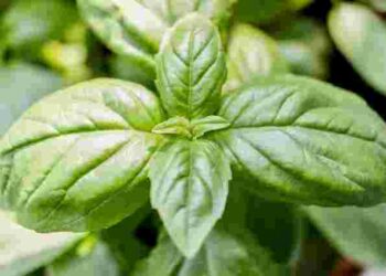 Перевірений метод для гарного врожаю: як правильно посіяти базилік