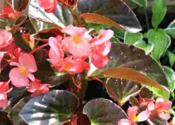 Цю помилку в догляді може допустити кожен: чому в бегонії сохнуть краї листя
