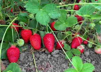Справжня прикраса саду: 5 найкращих ранніх сортів полуниці