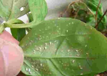 Кімнатні квіти під загрозою: прості способи позбутися мошок